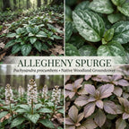 10 Allegheny Spurge Roots System, Pachysandra Procumbens, Vigorous Allegheny Spurge for Shady Backyard Borders