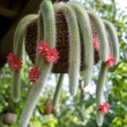 2 Live Monkey Tail Cactus, 2" Potted Plant, Easy Care Indoor Greenery, Decorative Long Trailing Cactus for Shelves and Bright Spaces