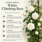 Pink Climbing Roses Live Plant, Small Size, Fragrant Climbing Rose Bush, Beautiful Double Blooms, Perennial Flower Plant for Backyard Fences and Walls