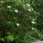 Sweetbay Magnolia Plant, 3 Feet Tall in 3 Gallons Pot, Vigorous Flowering Shrub for Backyard Gardens & Patios, Elegant White Blossoms & Semi-Evergreen Foliage