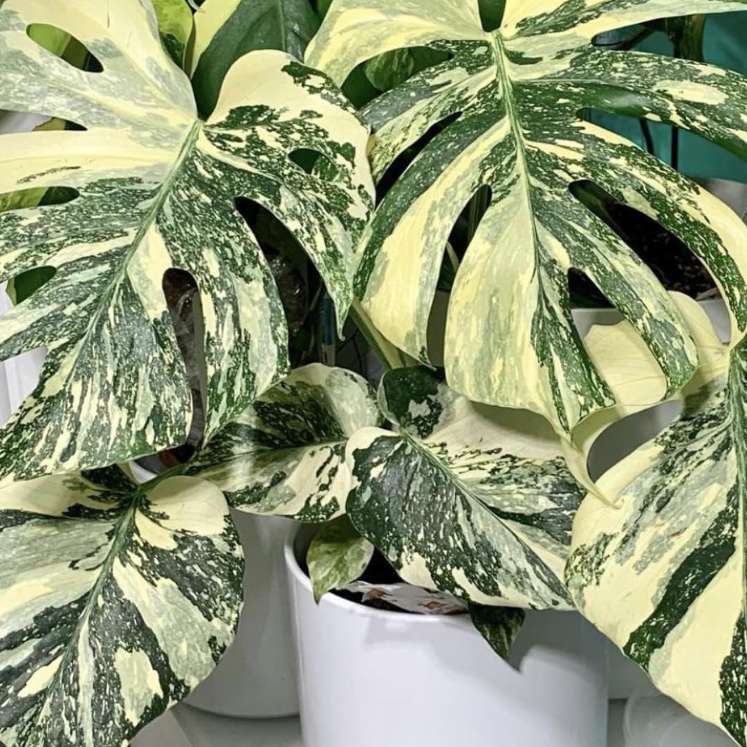 2 Count Thai Constellation Monstera Plants Live | Philodendron Live Plant | Decorative Variegated Monstera Live Plant | 4 to 5 Inch Tall | Green and Cream Color for Decor