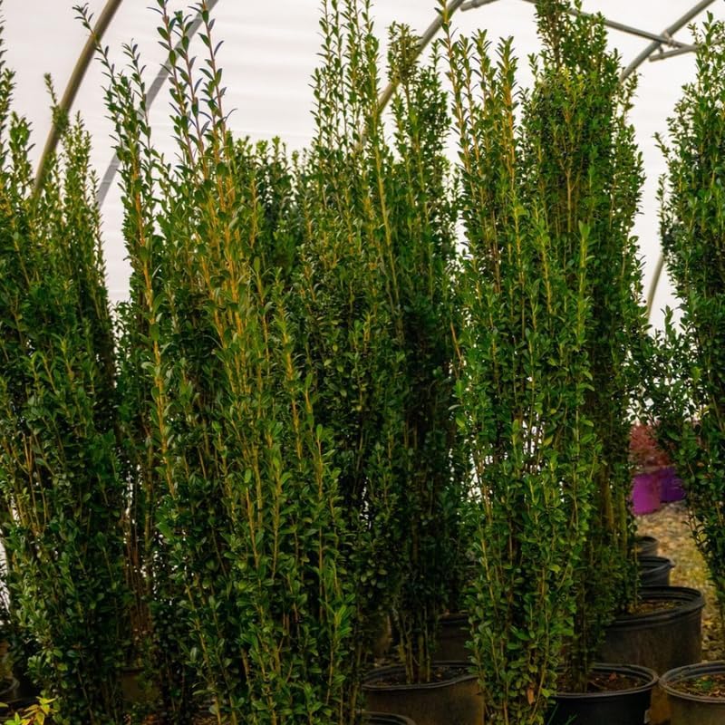 Sky Pencil Holly Bushes Live Plant | Quart Size Pot | Robust Established Live Evergreen Shrub | Low Maintenance Tall Slim Hedge Plant