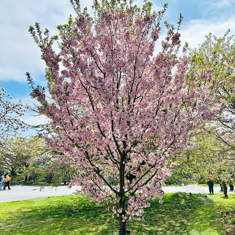2 Autumnalis Cherry Live Bare Root Seedlings | 8-12" Rooted Cuttings | Cold-Hardy Prunus Subhirtella Flowering Trees & Well-Rooted