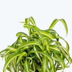Hanging Curly Spider Plant Live in 4 Inch Pot | Bonnie Spider Plant | Air-Purifying | Low Maintenance | Perfect for Home and Office Decor | Easy Care Starter Plants