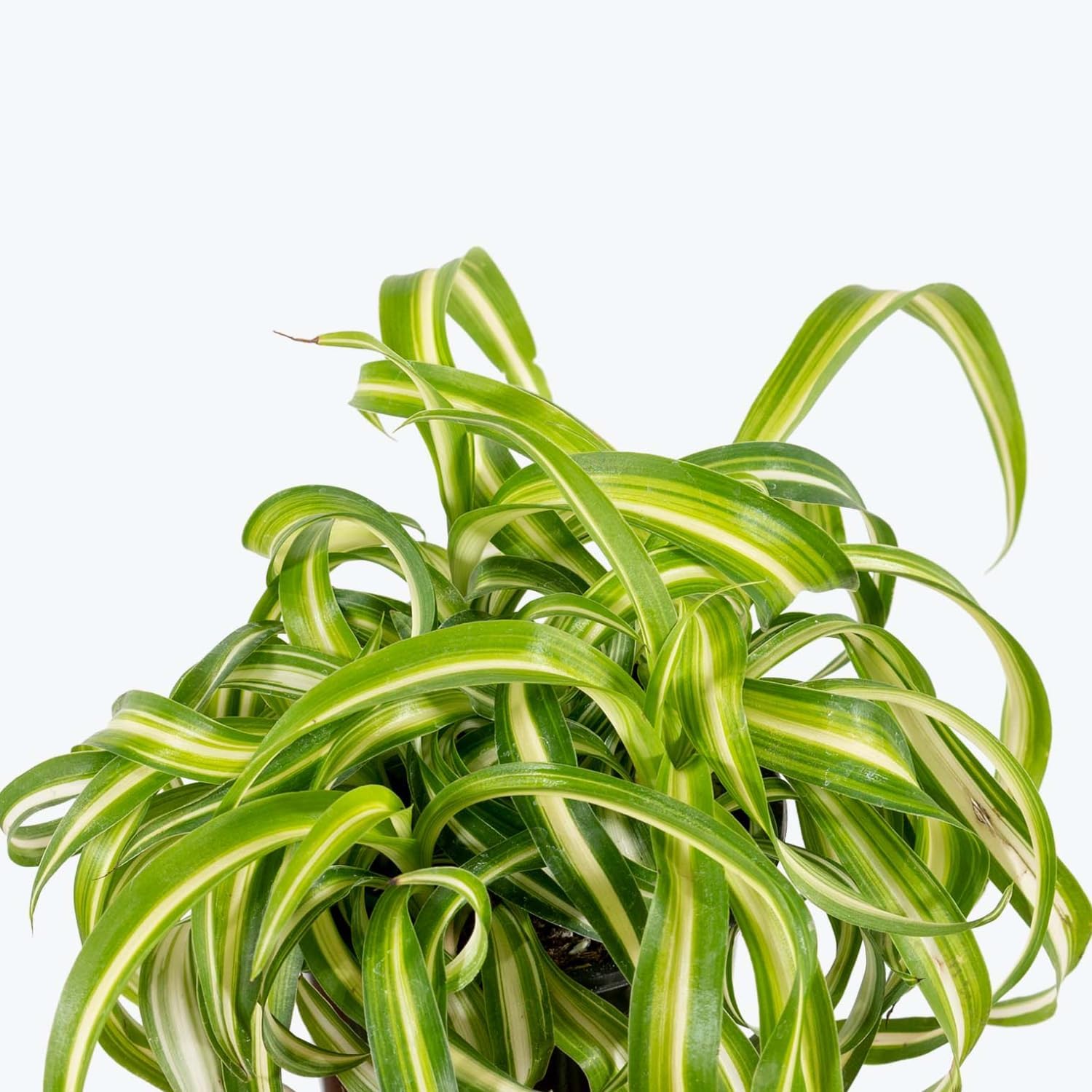 Hanging Curly Spider Plant Live in 4 Inch Pot | Bonnie Spider Plant | Air-Purifying | Low Maintenance | Perfect for Home and Office Decor | Easy Care Starter Plants