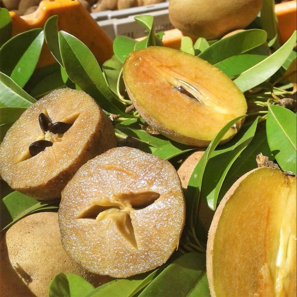Sapodilla Live Fruit Tree | Anola Sapodilla Fruit Seedling | 30-36 Inches Tall in 3 Gallons Pot | Tropical Fruit Plan for Planting Outdoor | No Ship to CA,HI,AK