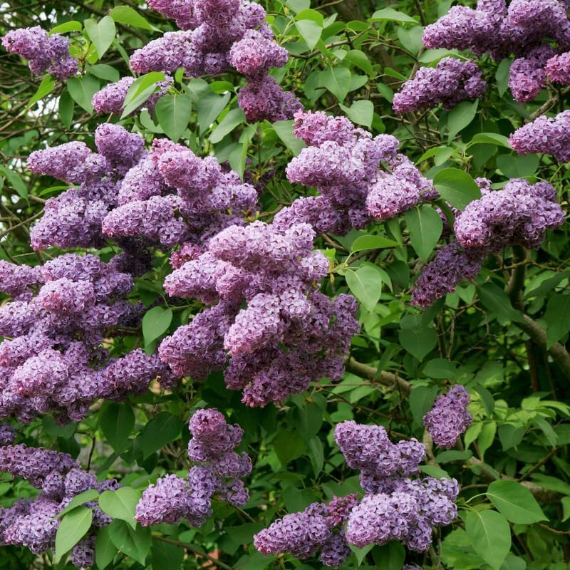 Miss Kim Lilac Shrub Live Plant, Starter Plant in Quart Pot, Cold Hardy, Fragrant Lilac Tree Ready to Plant for Outdoor Garden
