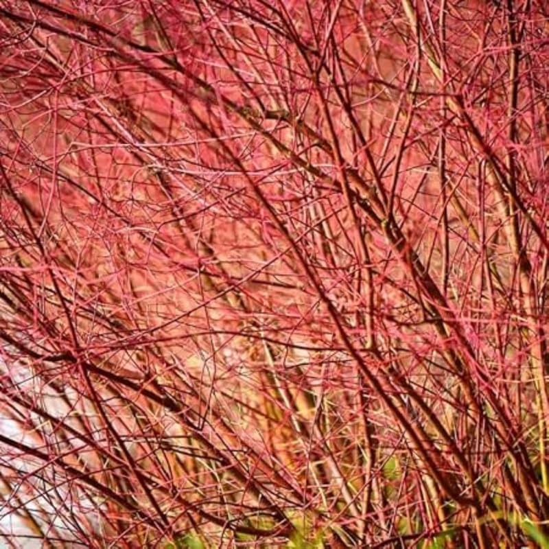 10 Red Osier Dogwood Live Plants | 1-2ft Bare Root Seedlings | Fast Growing Native Shrub | White Spring Blooms and Red Winter Bark for Gardens