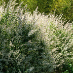 Live Japanese Dappled Willow Shrub in Quart Pot, Easy to Grow Hakuro Nishiki, Fast-Growing Ornamental Deciduous Plant for Garden Borders & Landscape Accents
