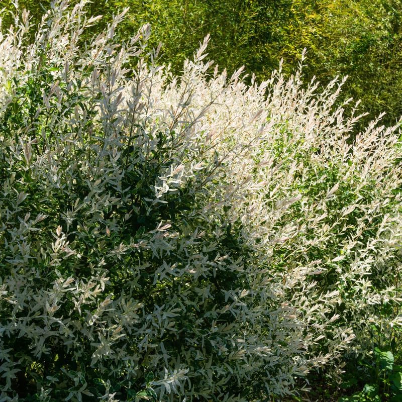 Live Japanese Dappled Willow Shrub in Quart Pot, Easy to Grow Hakuro Nishiki, Fast-Growing Ornamental Deciduous Plant for Garden Borders & Landscape Accents