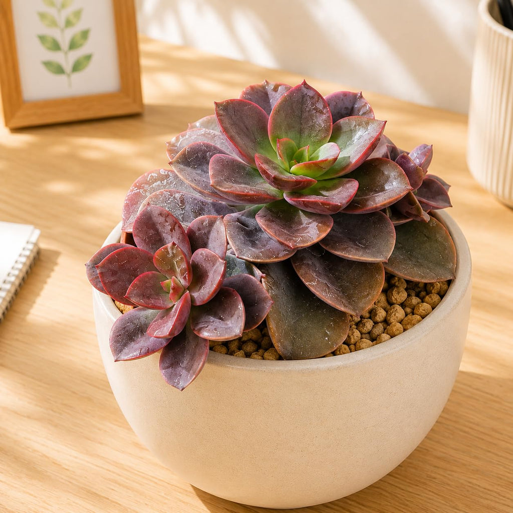 2 Echeveria Chroma Succulent Plants Live, 2 Inch Pot, Rare Live Succulent, Easy Care, Vibrant Color Indoor Houseplant for Home, Office Décor, Small Spaces & Gifts