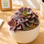 2 Echeveria Chroma Succulent Plants Live, 2 Inch Pot, Rare Live Succulent, Easy Care, Vibrant Color Indoor Houseplant for Home, Office Décor, Small Spaces & Gifts