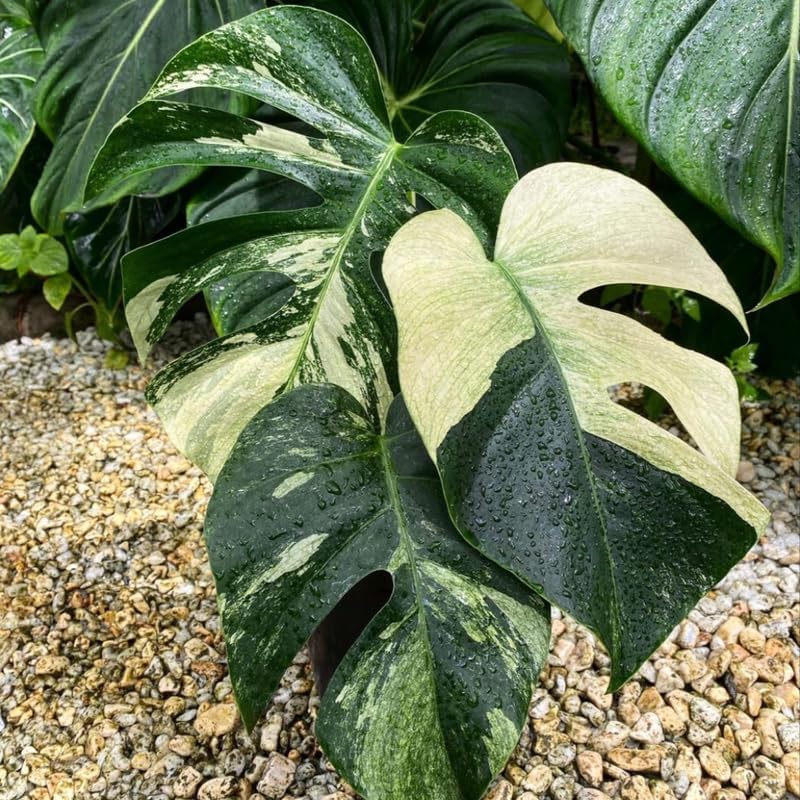 Monstera Thai Constellation Live Plant 4 Inch Tall | Variegated Monstera Plant Live | Tropical Indoor Houseplant for Shelf, Desk or Living Space
