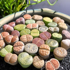 Pack of 20 Live Small Exotic Lithops Live Plants | Perfect for Lithops Starter, Great Terrarium Addition | Bare Root Without Soil or Pot, Easy to Grow and Ideal for Indoor/Outdoor Display