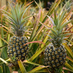 Pineapple Live Plant, 6 Inch Pot, Sturdy Low Maintenance Edible Bromeliad for Home Gardens, Grow Sweet Exotic Fruits & Striking Spiky Foliage