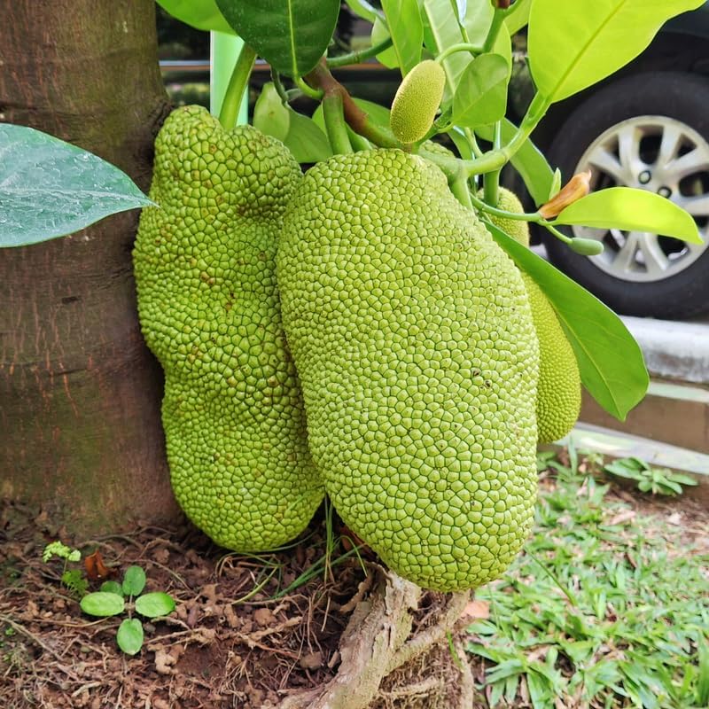 (No Ship to CA,HI,AK) Live Jackfruit Tree, 3 Foot Tall Potted Plant, 3 Gallon Size, Easy Care Tropical Greenery, Large Fruit Tree for Home Landscapes