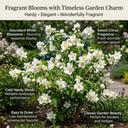 Mock Orange Shrub Live Plant, 4-6" Tall, Cold-Hardy Deciduous Bush for Home Landscapes, Sweet Citrus Scented White Spring Blooms & Low Maintenance Hedge