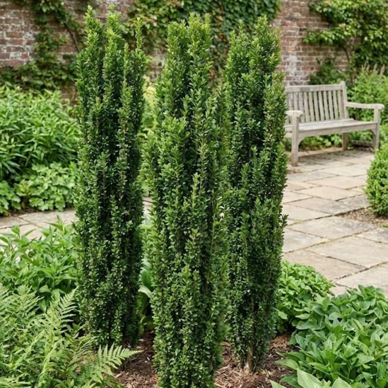 2 Sky Pencil Holly Live Plant in 2.5-Inch Pot | Established Ilex Crenata Upright Evergreen Shrub | Vertical Privacy Screen for Patios and Gardens