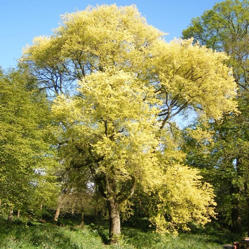 Siberian Elm Trees Live Plant | Fast-Growing Cold Hardy Elm Tree for Landscaping | 6-12 Inc Live Tree for Yard, Garden