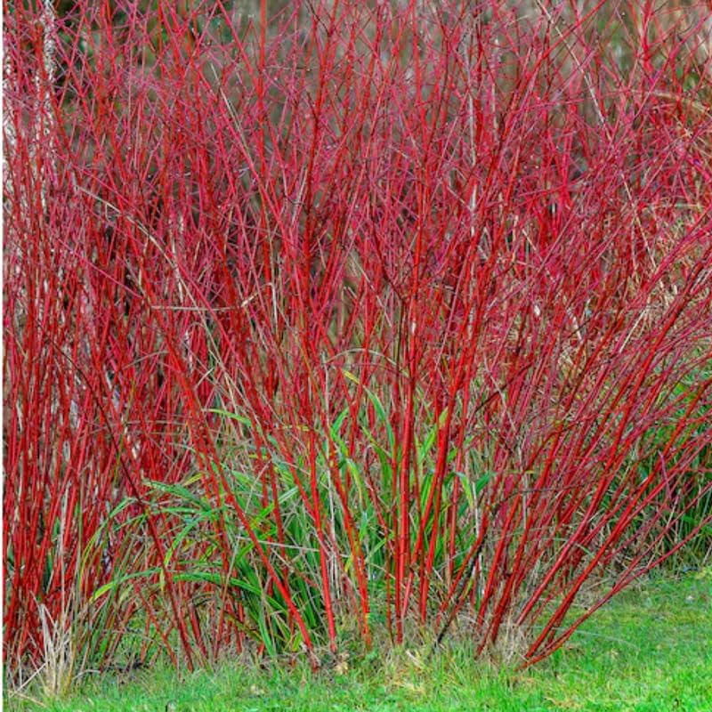 2 Red Osier Dogwood Tree Live Plant for Planting Outdoor | 10–12 Inch Tall | Red Twig Native Shrub for Outdoor Planting | Hardy Year-Round Beauty