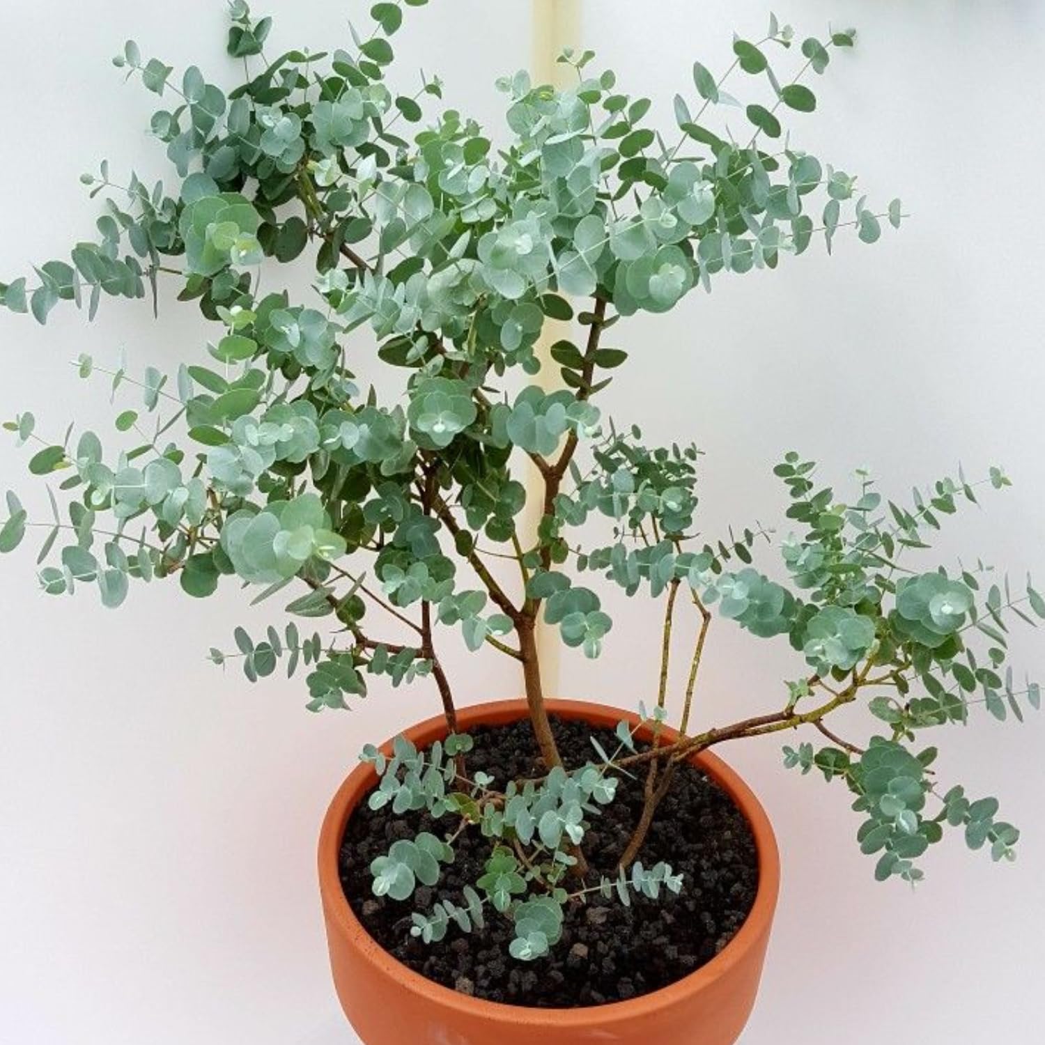 Baby Blue Eucalyptus Plant Live in 2.5 Inch Pot | Real Eucalyptus Plant for Planting Outdoors or Indoors | Fresh Aromatic Foliage | Easy-Growing Eucalyptus for Garden, Patio & Home Décor