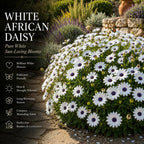 White African Daisy Live Plant in 3" Pot, White Osteospermum Blooming Potted Flower, Easy Care Plant for Garden, Balcony and Patio Decor