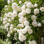 Pink Climbing Roses Live Plant, Small Size, Fragrant Climbing Rose Bush, Beautiful Double Blooms, Perennial Flower Plant for Backyard Fences and Walls