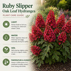Ruby Slipper Oak Leaf Hydrangea Plant Live, 4" Pot - 12-18 Inch Tall, Easy Care Hydrangea Bushes Ready to Plant, Vigorous Bloom Producer with Peeling Bark for Patios and Home Landscapes