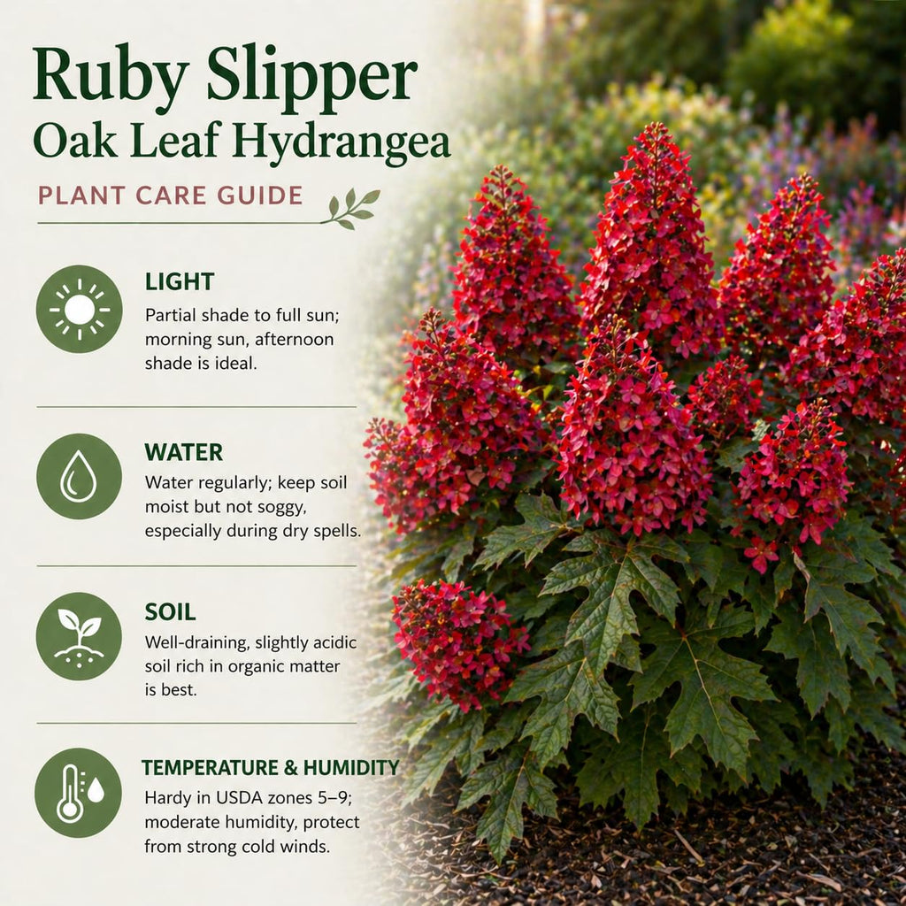 Munchkin Oakleaf Hydrangea Plant Live, 4" Pot - 12-18 Inch Tall, Hydrangea Bushes Ready to Plant, Vigorous White Bloom Producer for Patios and Home Landscapes