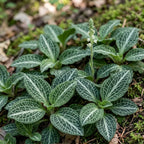 20 Downy Rattlesnake Plantain Root Systems Perennial, Vigorous Growth Habit with Showy White Flower Spikes for Home Landscapes