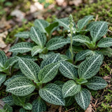 20 Downy Rattlesnake Plantain Root Systems Perennial, Vigorous Growth Habit with Showy White Flower Spikes for Home Landscapes