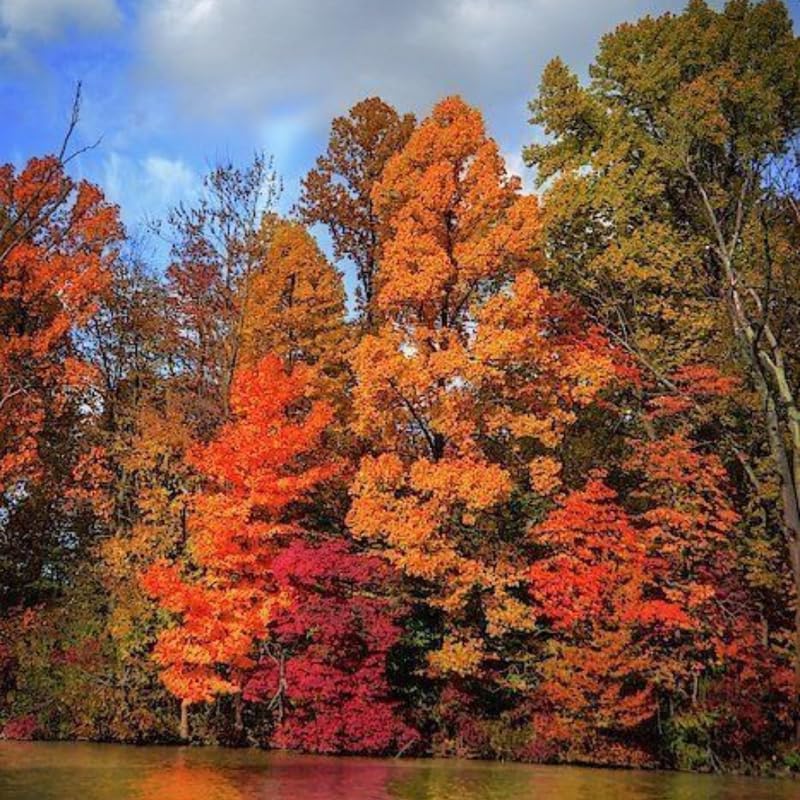 10 Black Gum Native Tree Live Seedling 1–2 Ft | Sweet Gum Outdoor Tree for Yard & Garden Planting | Hardy Shade Tree with Brilliant Fall Foliage | Ideal for Landscaping, Parks & Home Gardens