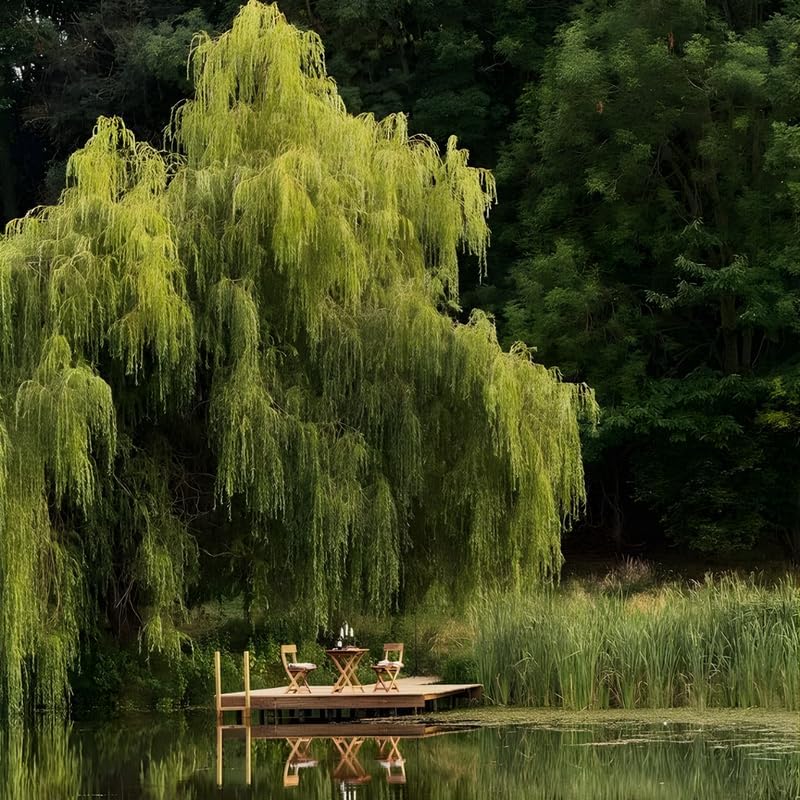 Weeping Willow Live Plants (6–12 Inch) | Elegant Ornamental Shade Tree | Easy-Grow Willow for Lakesides, Gardens & Open Landscapes
