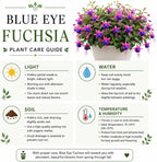Blue Eyes Fuchsia Plant Live, Gallon Pot, Easy Care, Stunning Double Pink & Purple Trailing Flowers, Ideal for Hanging Baskets, Patio & Garden