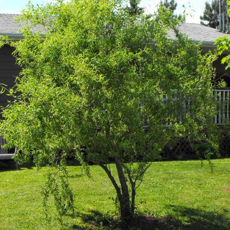 2 Curly Corkscrew Willow Live Bare Root Seedlings | 12-24" Rooted Cuttings | Cold-Hardy Native Deciduous Plants
