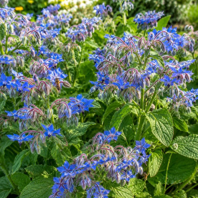 2 Blue Borage Plants Live in Large Pot, Non GMO, Low Maintenance, Fragrant Edible Flower Herb Plants for Gardens & Containers
