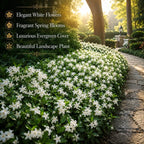 4 Asiatic Jasmine Minima Plants, 4-6 Inch Tall, Fast Growing Ground Cover Plant, Grow Robust Dense Foliage Carpet for Landscape