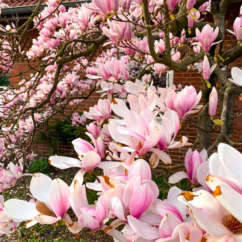 2 Jane Magnolia Plants Live | Jane Magnolia Tree Live Plant for Outdoor Growing | 8–12 Inches Tall Rooted Cuttings | Ideal for Garden Planting and Landscape Use