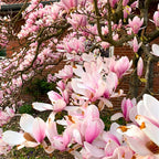 2 Jane Magnolia Plants Live | Jane Magnolia Tree Live Plant for Outdoor Growing | 8–12 Inches Tall Rooted Cuttings | Ideal for Garden Planting and Landscape Use