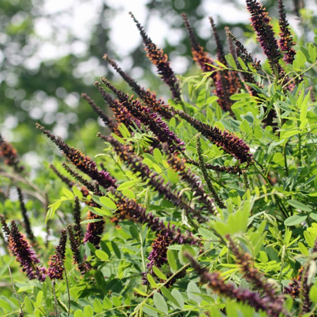 False Indigo Bush Live Plant Trees 6–12 Inch | Vibrant Purple Flower Spikes | Drought-Tolerant Amorpha Fruticosa for Garden Borders & Eco-Friendly Landscaping