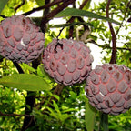Live Red Sugar Apple Tree for Planting | 2.5–3 Ft Tropical Fruit Plant with Bright Red, Sweet, Creamy Fruits | Ideal for Patio, Backyard, Container, or Home Garden Growing | No Ship to CA,HI,AK