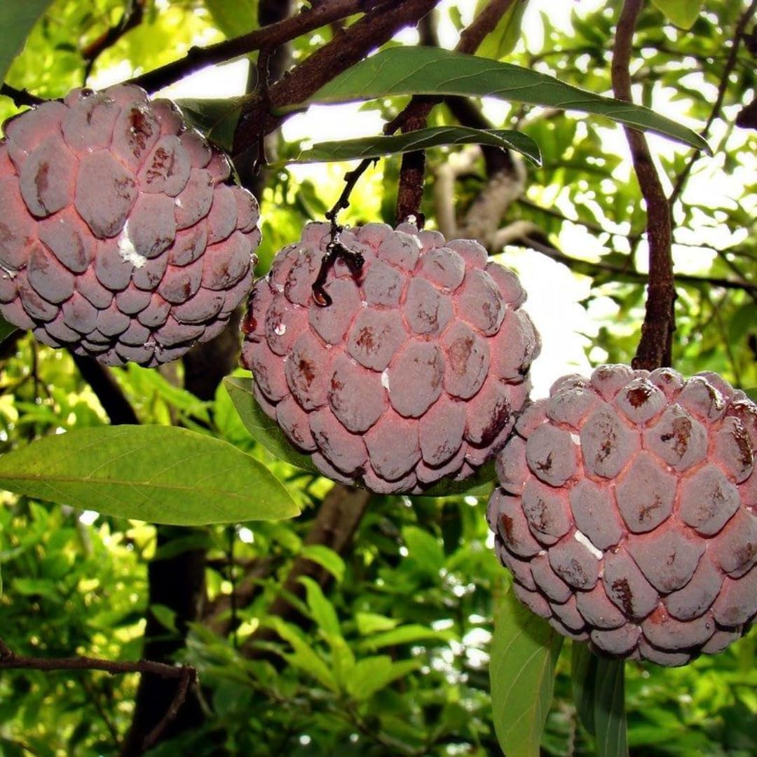 Live Red Sugar Apple Tree for Planting | 2.5–3 Ft Tropical Fruit Plant with Bright Red, Sweet, Creamy Fruits | Ideal for Patio, Backyard, Container, or Home Garden Growing | No Ship to CA,HI,AK