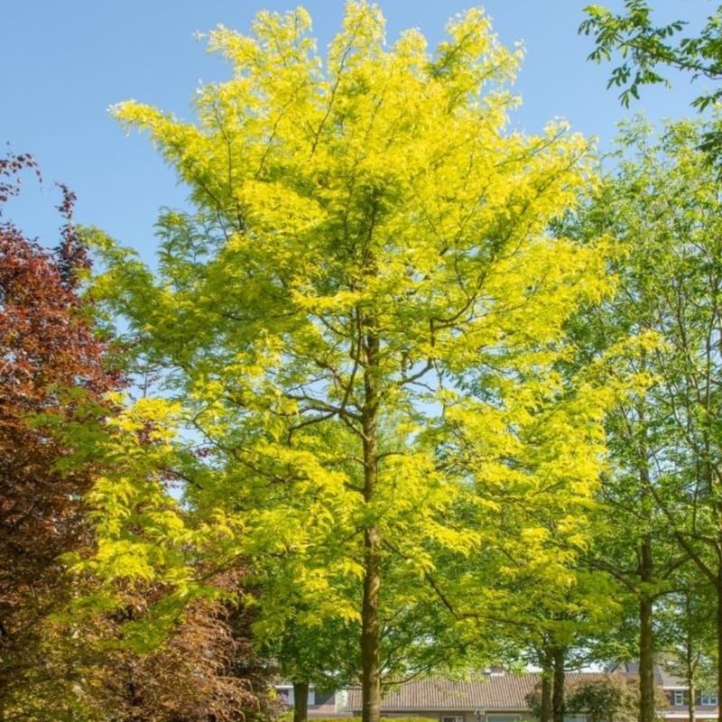 10 Black Locust Trees Live | Native Black Locust Seedlings 1–2 Ft | Fast-Growing Locusts for Shade | Ideal for Landscaping, Parks & Home Gardens