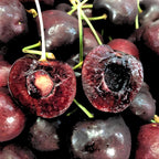 2 Live Black Cherry Tree for Planting 2–3 Ft Tall | Sweet Cherry Plant Live for Outdoor Garden Planting, Backyard Use & Landscape Design