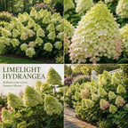 Limelight Hydrangea Tree Live Plant, 6-12" Tall in Quart Pot, Panicle Hydrangea for Planting, Grow Robust, Easy to Care Flowers for Landscapes