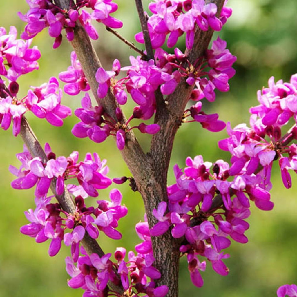 5 Redbud Tree Live Plant – 6 to 12 Inch Tall | Eastern Redbud Live Trees | Beautiful Spring Pink Blossoms | Hardy Flowering Tree | Dormant Plant