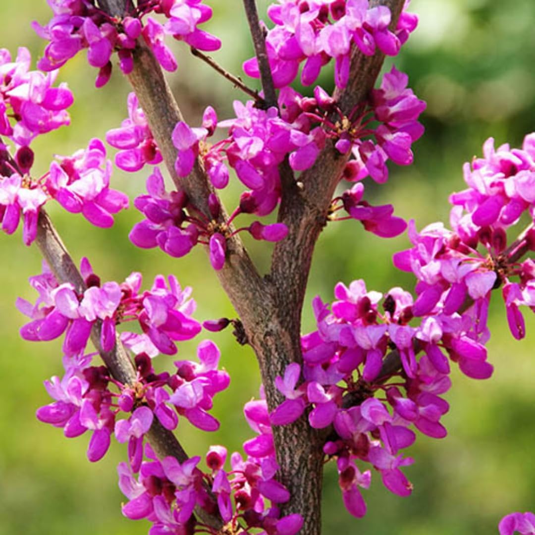 5 Redbud Tree Live Plant – 6 to 12 Inch Tall | Eastern Redbud Live Trees | Beautiful Spring Pink Blossoms | Hardy Flowering Tree | Dormant Plant
