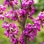15 Eastern Redbud Tree Live Plant - Set 15 Bulk 6 to 12 Inch Tall | Redbud Live Trees | Beautiful Spring Pink Blossoms | Grown with Care