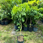 Mauritius Lychee Trees Live Plants | 2.5–3 Ft Live Potted Plant | Compact Sweet Fruit Tree for Patios, Balconies & Backyard Gardens | No Ship to CA,HI,AK