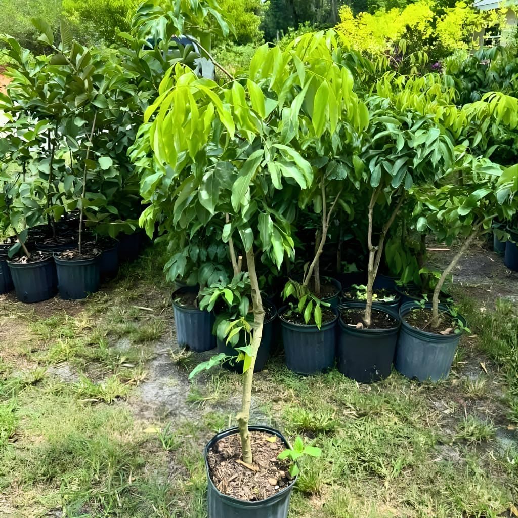 Mauritius Lychee Trees Live Plants | 2.5–3 Ft Live Potted Plant | Compact Sweet Fruit Tree for Patios, Balconies & Backyard Gardens | No Ship to CA,HI,AK